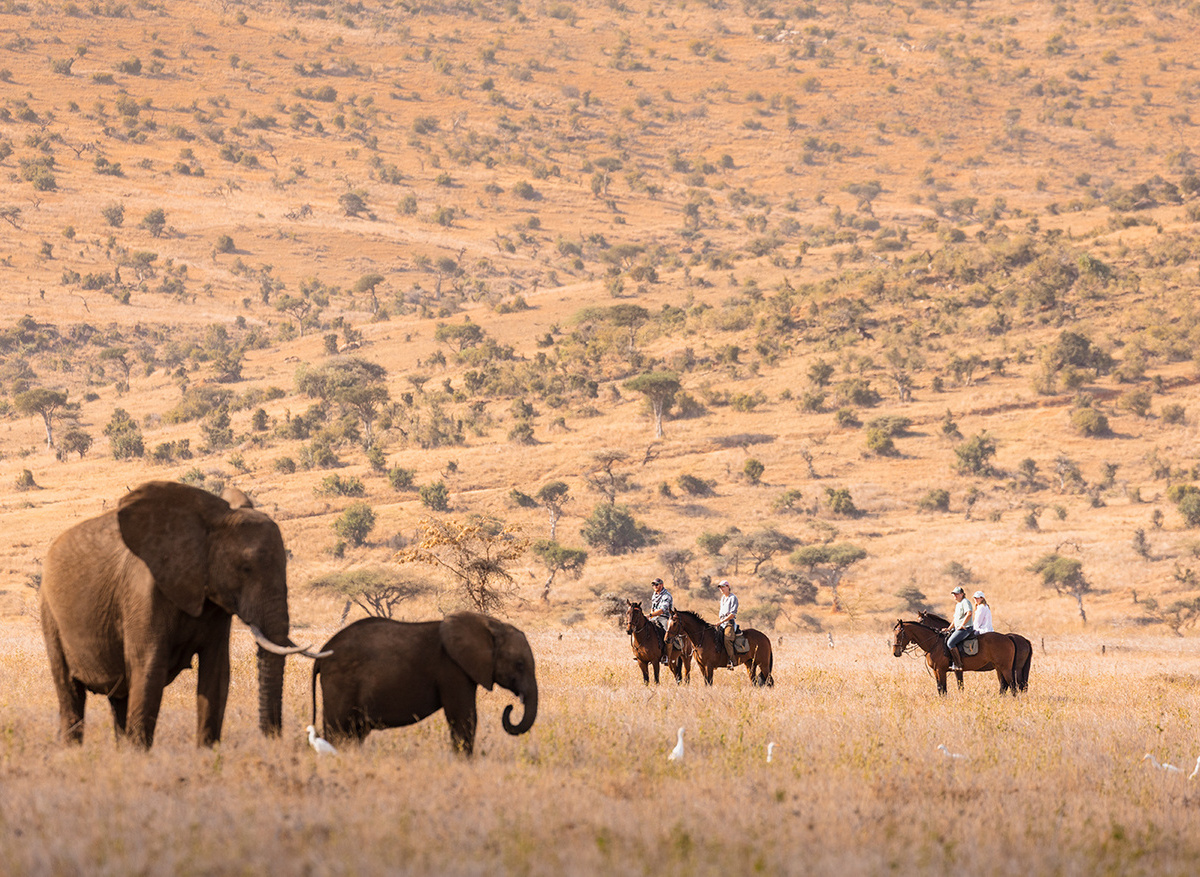 Horse riding, with elephants.jpg