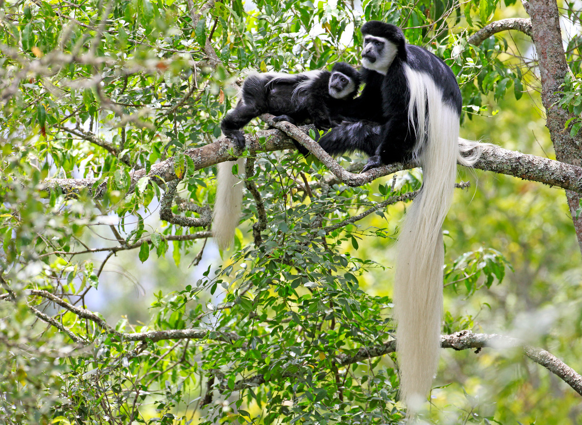 Arusha NP - colobus monkeys