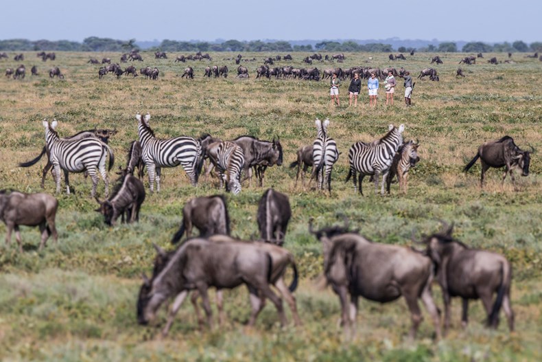 A42E-mila-tented-camp-walking-safari-amongst-the-migration.jpg