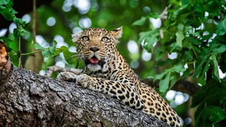 Xigera Safari Lodge - Leopard.jpg