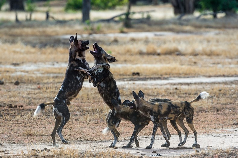 A4FA-wilderness-safaris_chikwenya.jpg