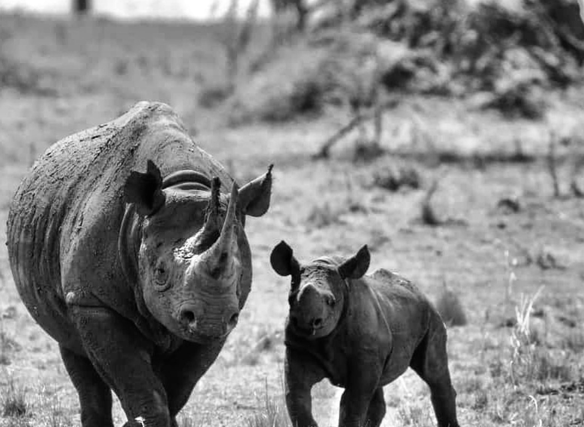 Client Photo of Rhinos in Kogatende, Serengeti.