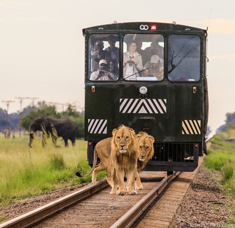 Elephant Express_Imvelo Safari Lodges.jpg