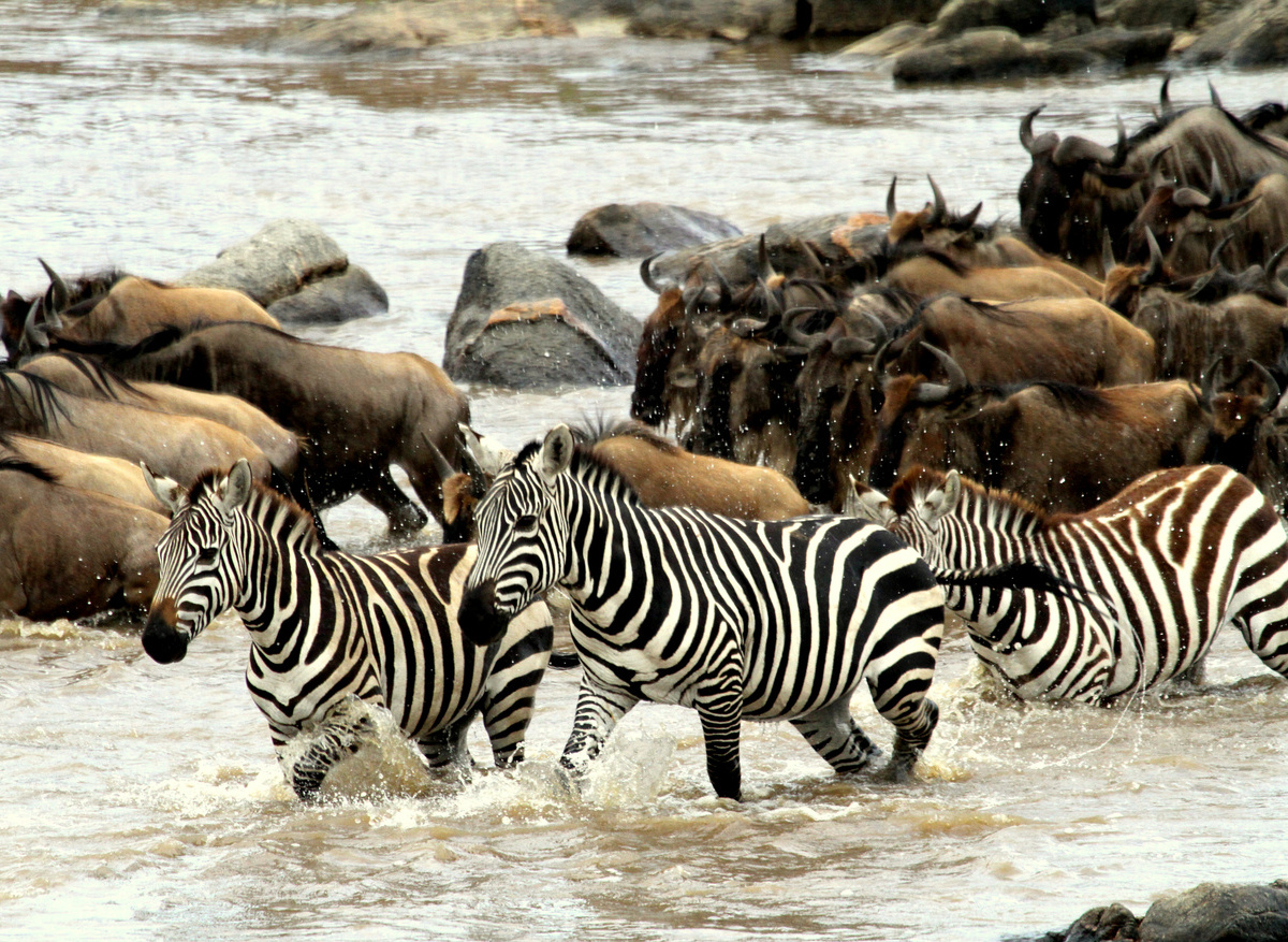 Zebra Crossing.JPG