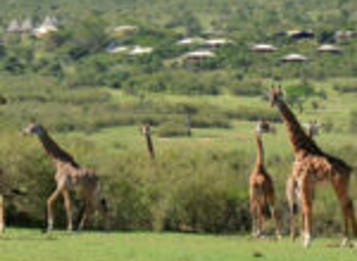 Mara Bushtops & Spa village.jpg