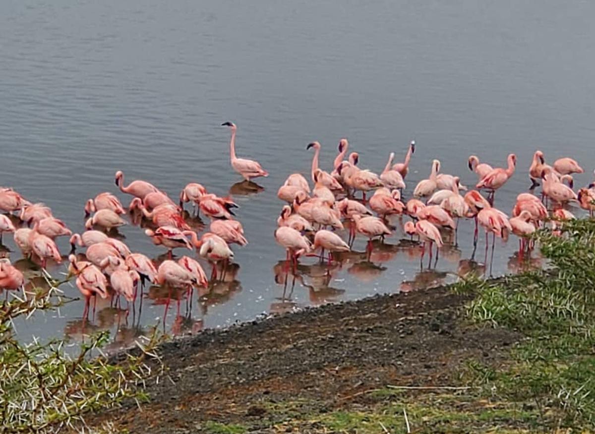 Flamingoes