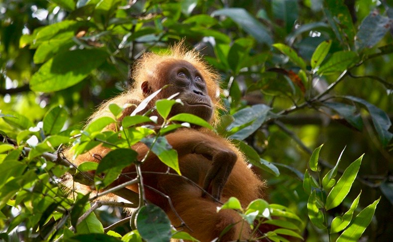 A785-orangutan_copyright-huw-cordey.jpg