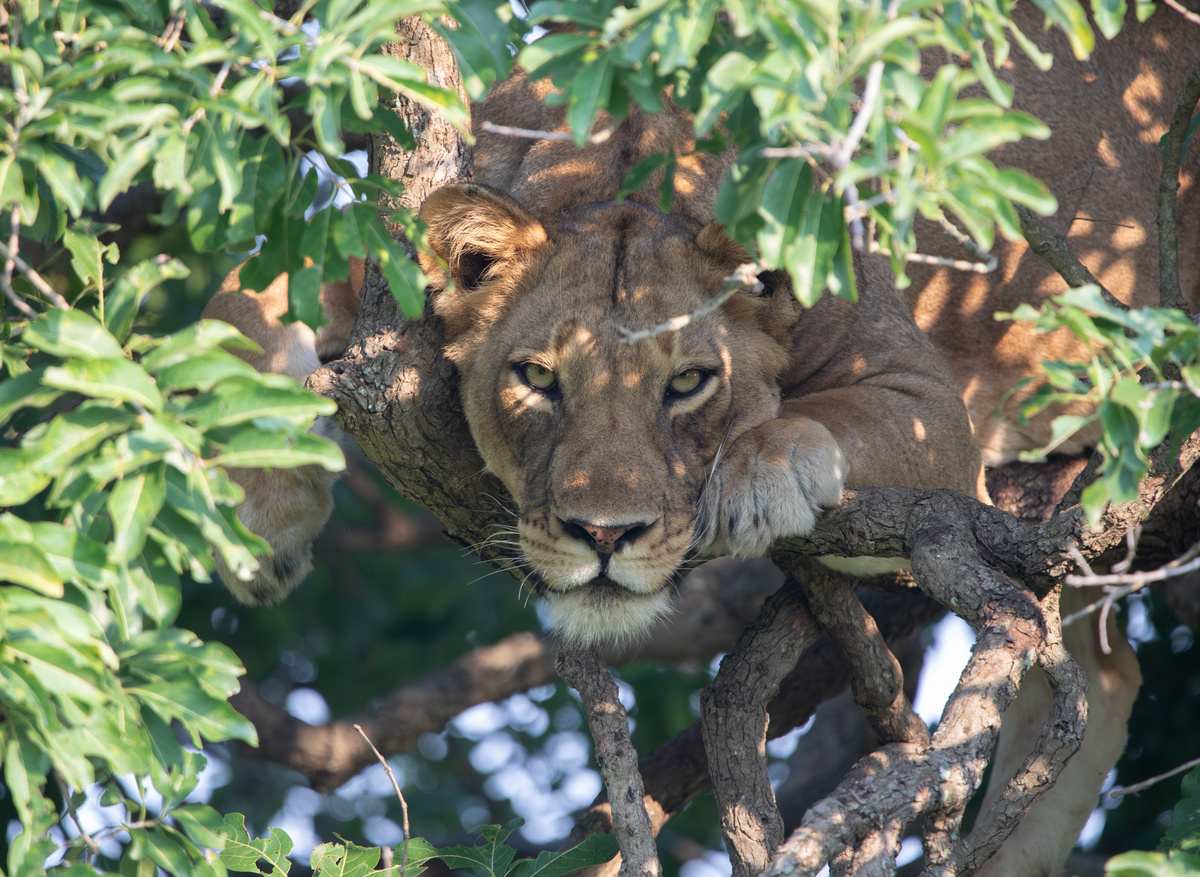 Lions in Trees.jpg