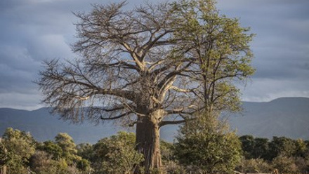 bigstock-A-large-baobab-tree-84389819.jpg