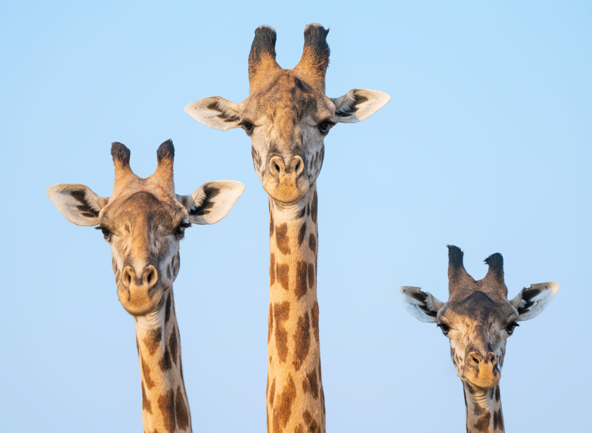 zambia-giraffe-frank-photo-safaris-inspiration.jpg