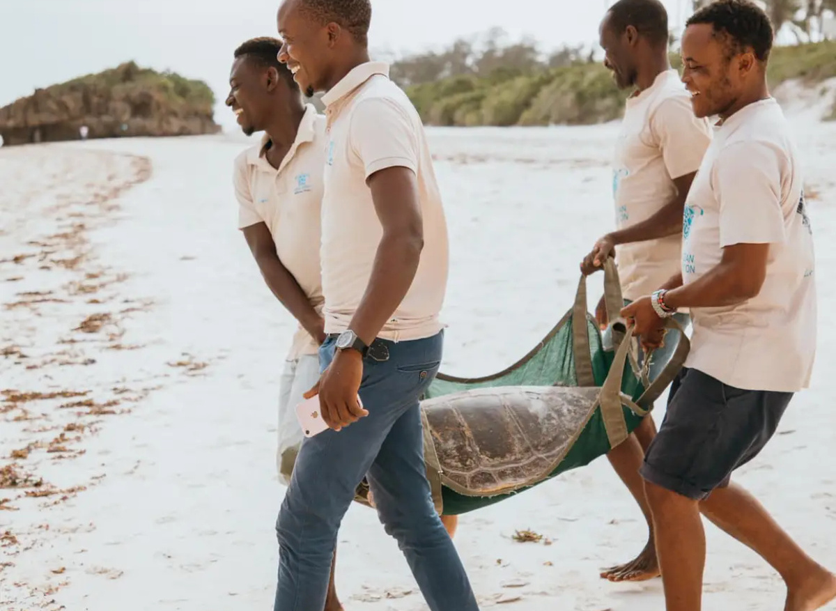 15Turtle release 2.WEBP