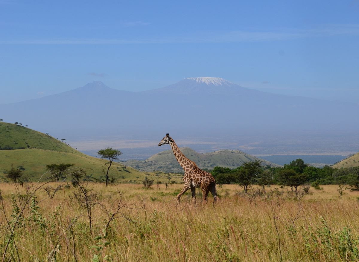 Kilimanjaro from Kanzi Conservancy