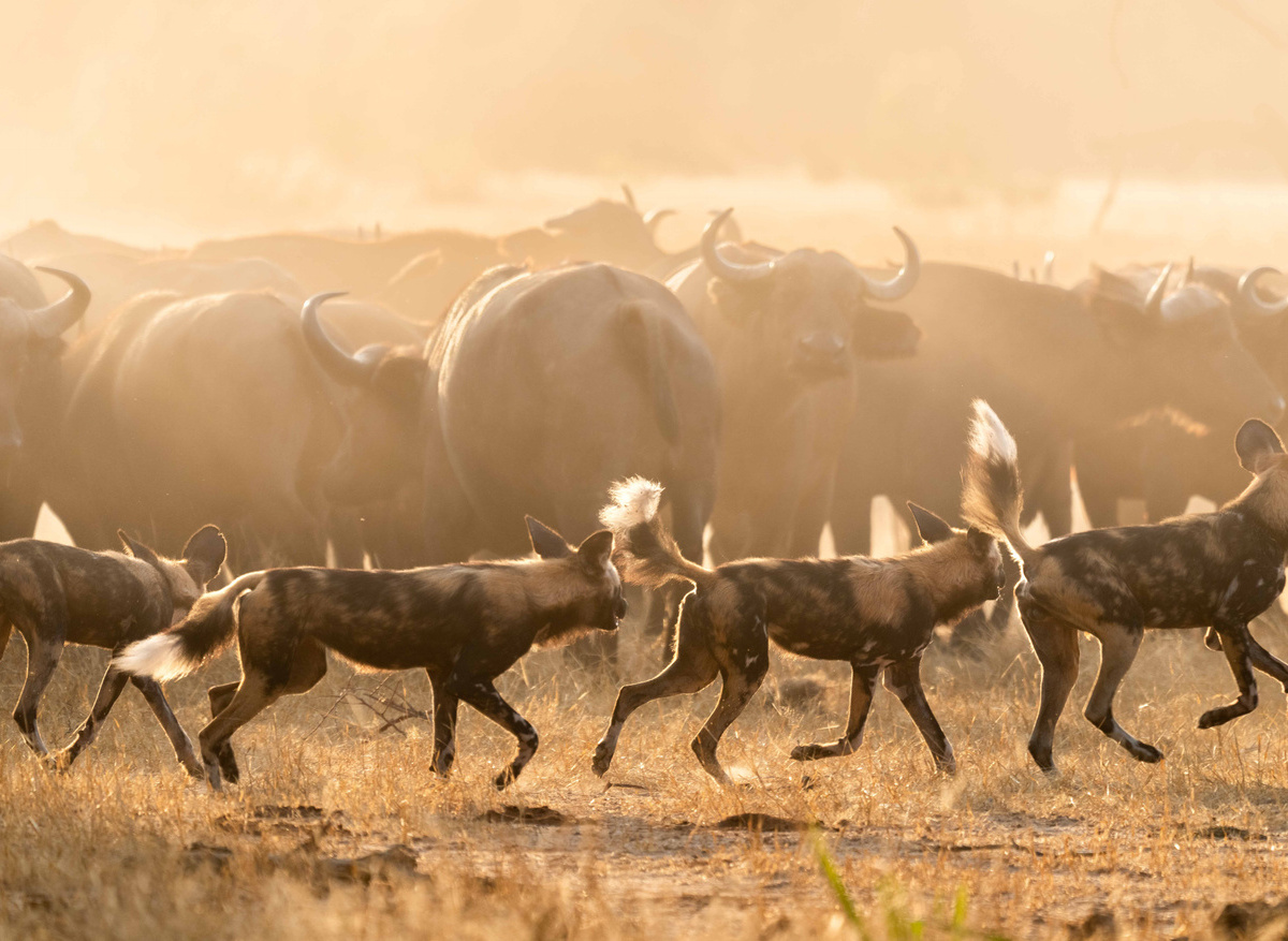 Time + Tide Chongwe - Game Drive Activity