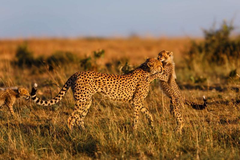 Zim_Matabeleland South_The Greater Mapungubwe Transfrontier Conservation Area.jpg