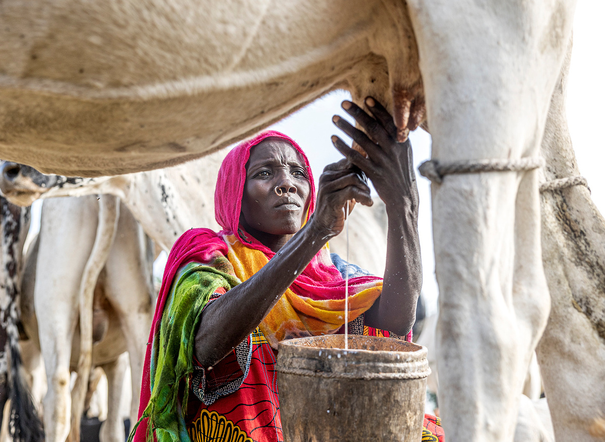 Buduma woman milking cow - Chad 