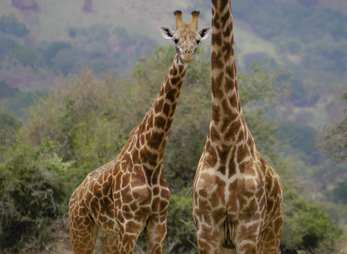 Masai Giraffes in Akagera National Park.jpg