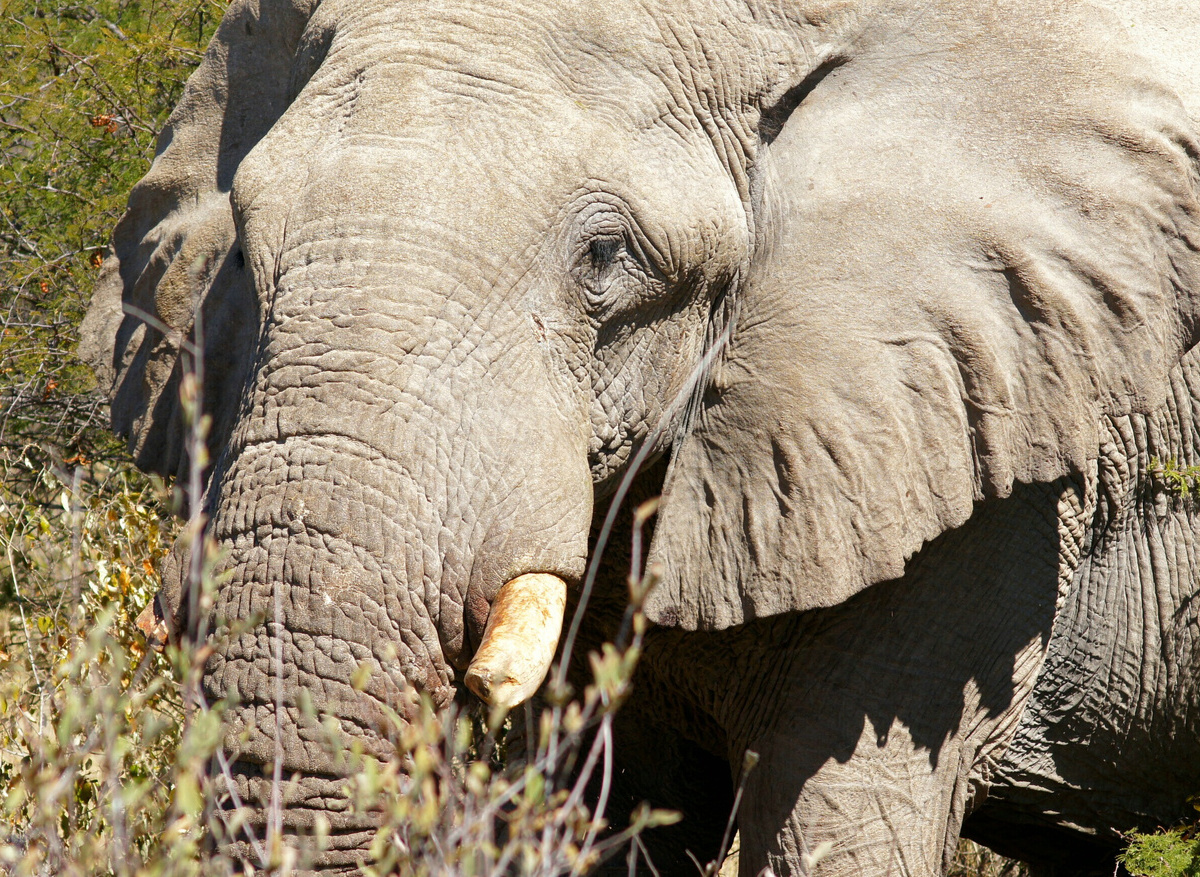 Elephant at Etosha NP in Namibia. Photo by Tanja Geissel.