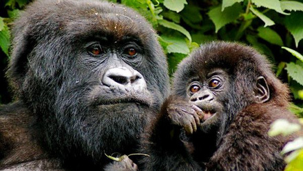 Uganda-Gorilla-Mother-and-Baby.jpeg
