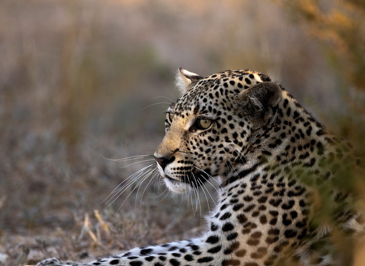 Cheetah Botswana.jpg