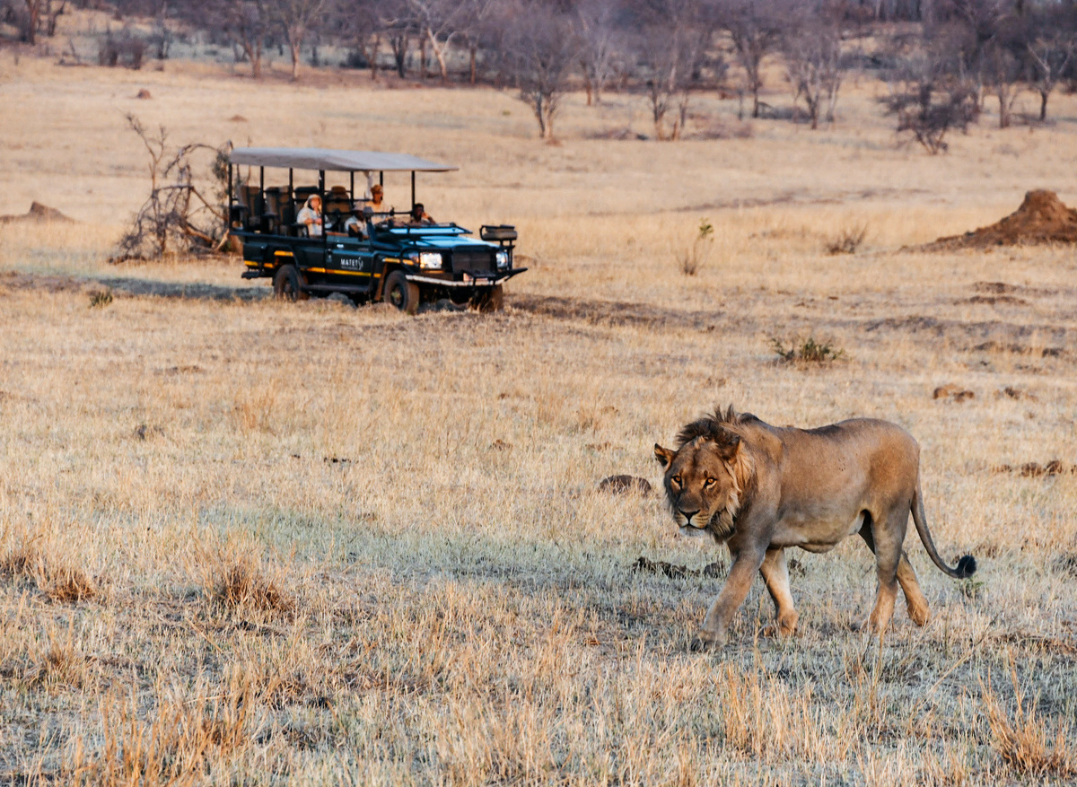 Matetsi_Victoria_Falls_lion.jpg