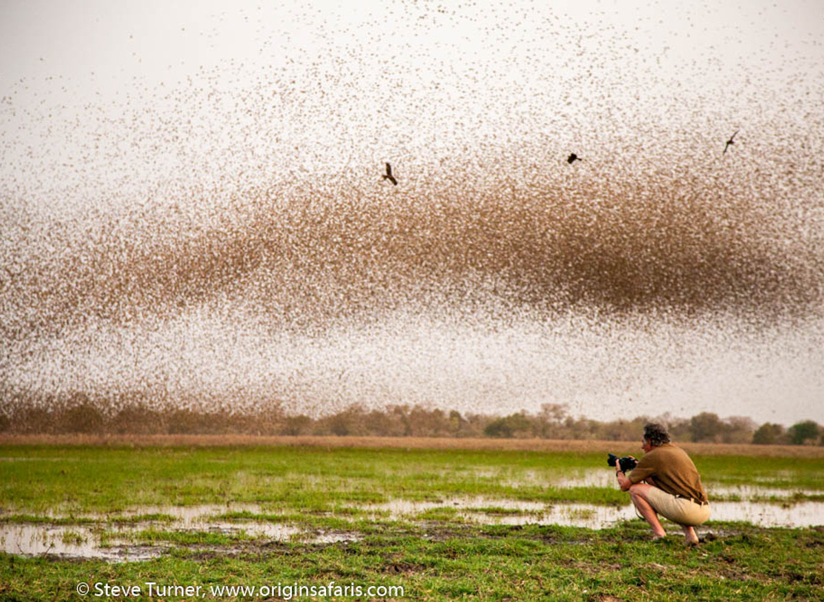 Clouds of Red-billed quelea in Zakouma National Park