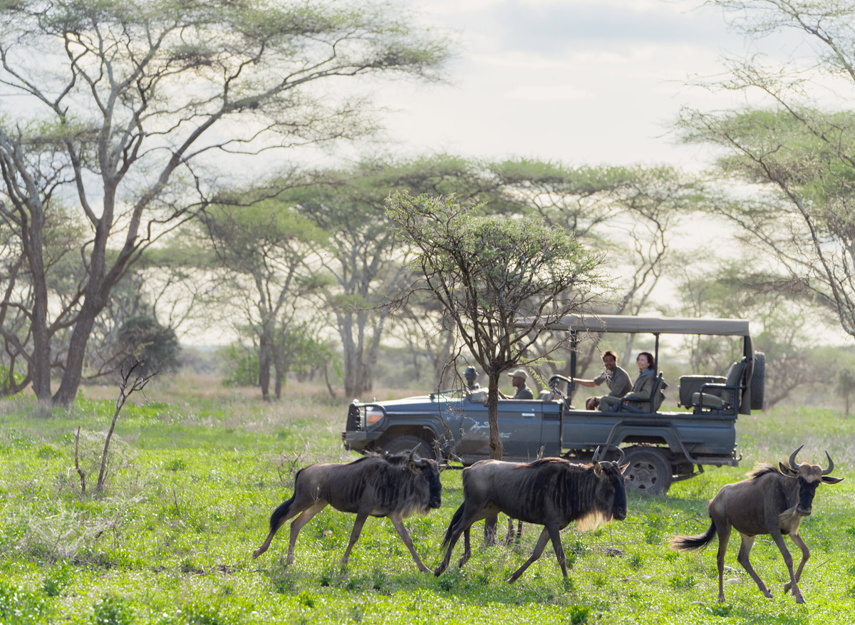 Songa Tented Camp - game drives.jpeg