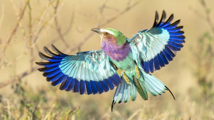 Free+Flight+JPEG.jpg