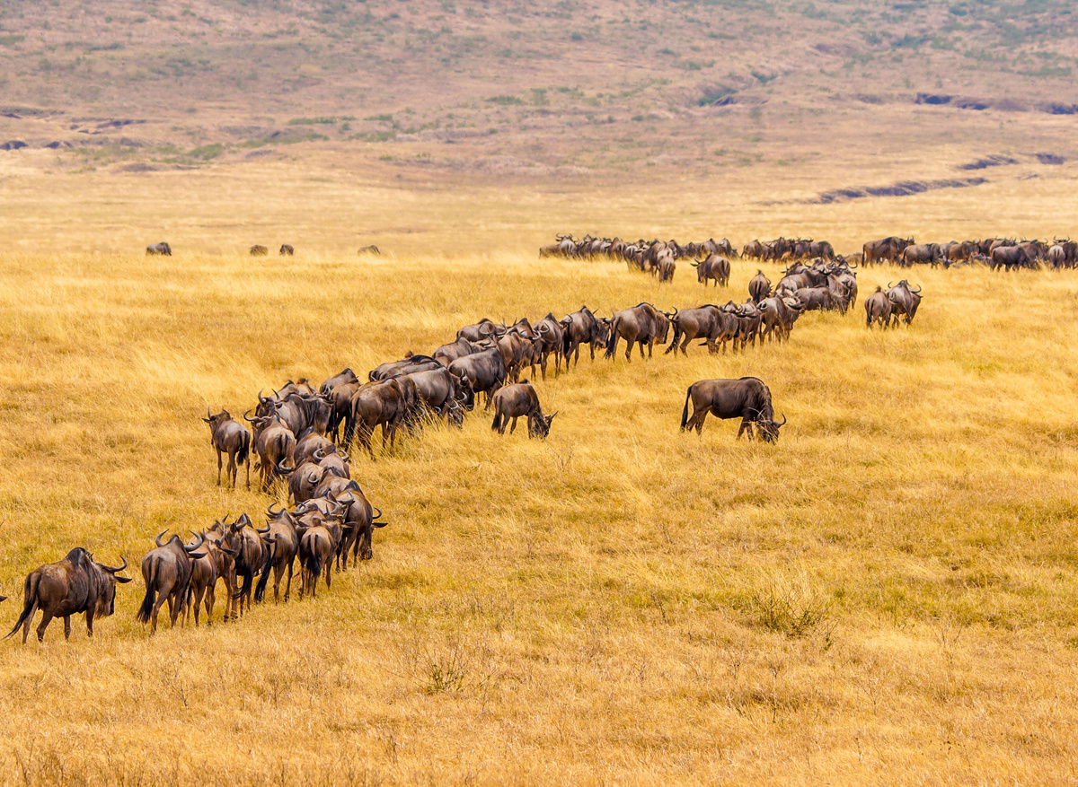 Wildebeest Migration in Africa