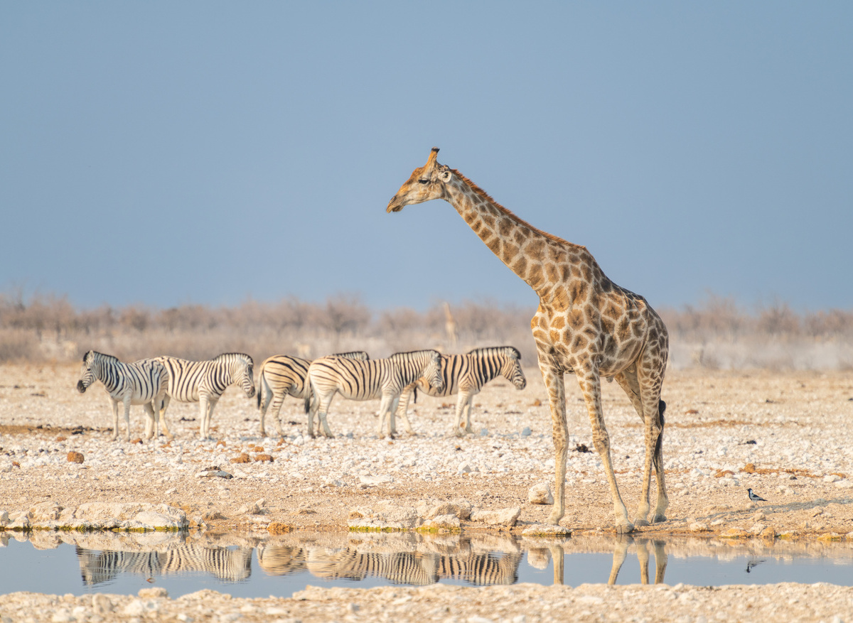 Etosha National Park