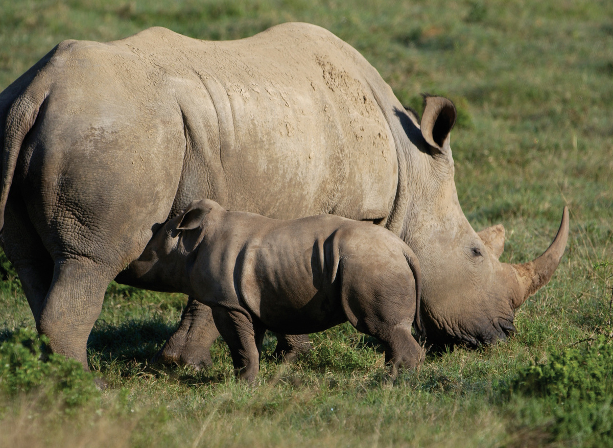 kariega GR rhino _ calf.jpg