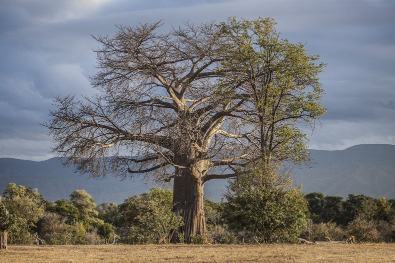 AEAD-bigstock-a-large-baobab-tree-84389819.jpg