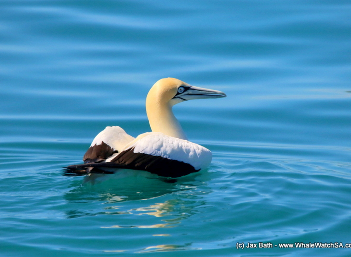 Cape Gannet 