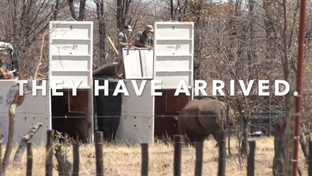 Imvelo+Safari+Lodges+-+Rhino+arriving+at+Mlevu+Sanctuary+-+Sept+2024+They+have+arrived+.jpg