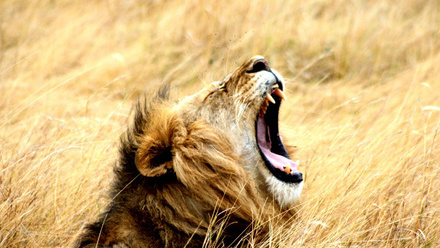 Lion+-+Serentgeti+NP%2C+Tanzania+%281%29.jpg