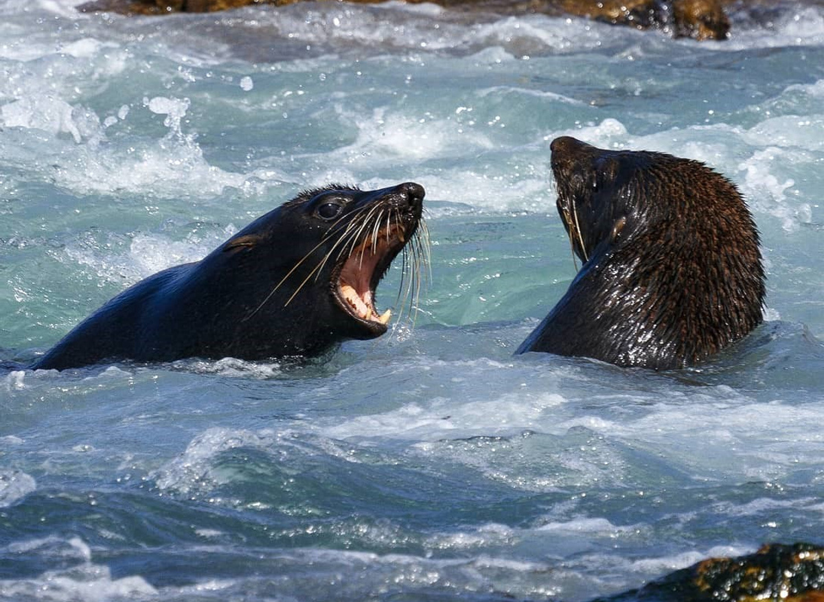 Seals at Island