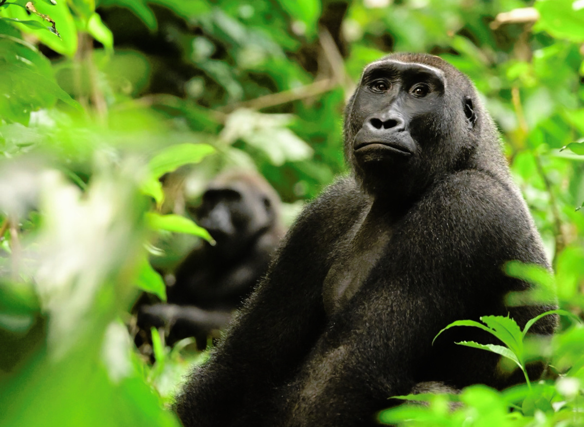 Tracking Western Lowland Gorilla in Odzala-Kokoua National Park, Republic of Congo