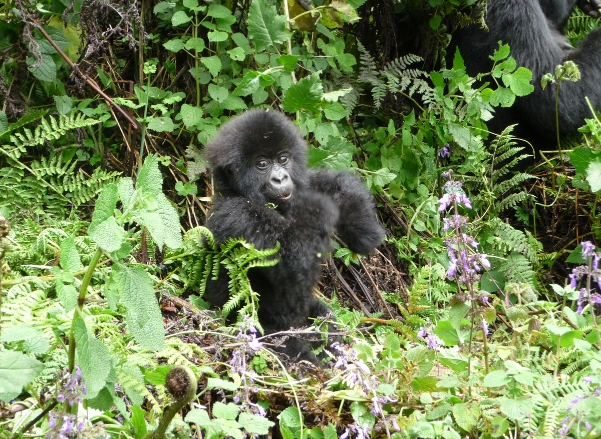baby Gorilla PndV.JPG