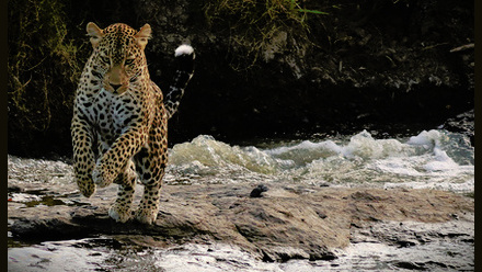 Roath Adventure Travel LLC logo.jpg