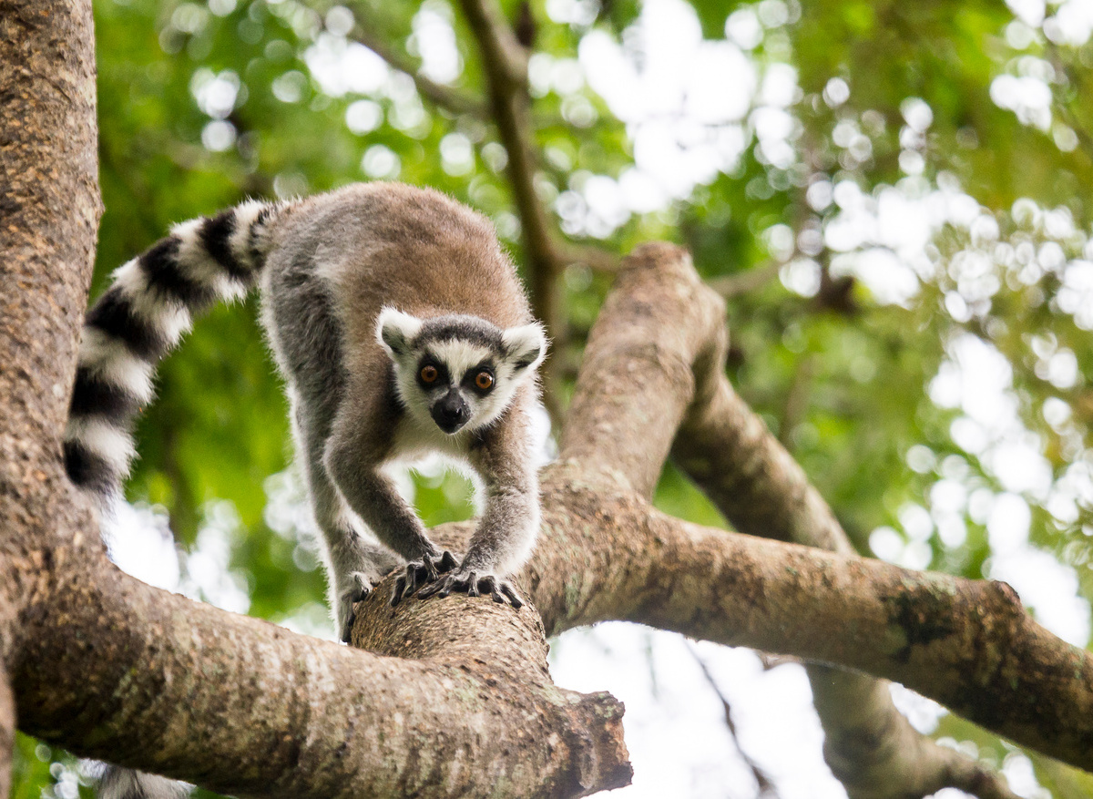 Mandrare River Camp - Forest Walks (4).jpg