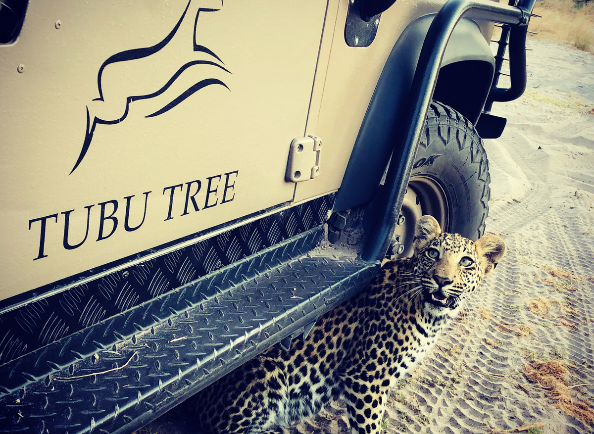 Tubu Tree Leopard