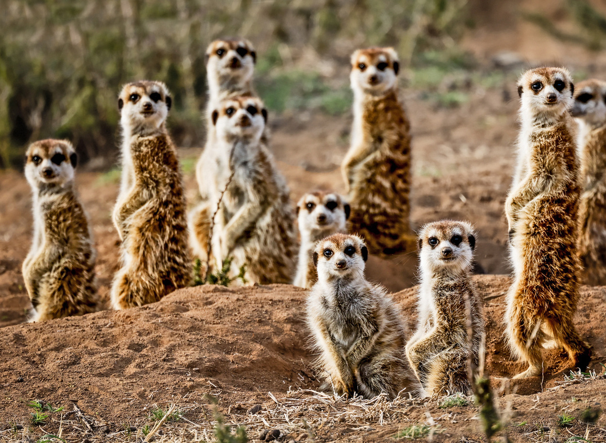 Wildlife- Meerkat