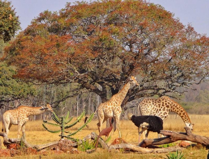 Zim_Harare_Mukuvisi-Woodlands-3.jpg