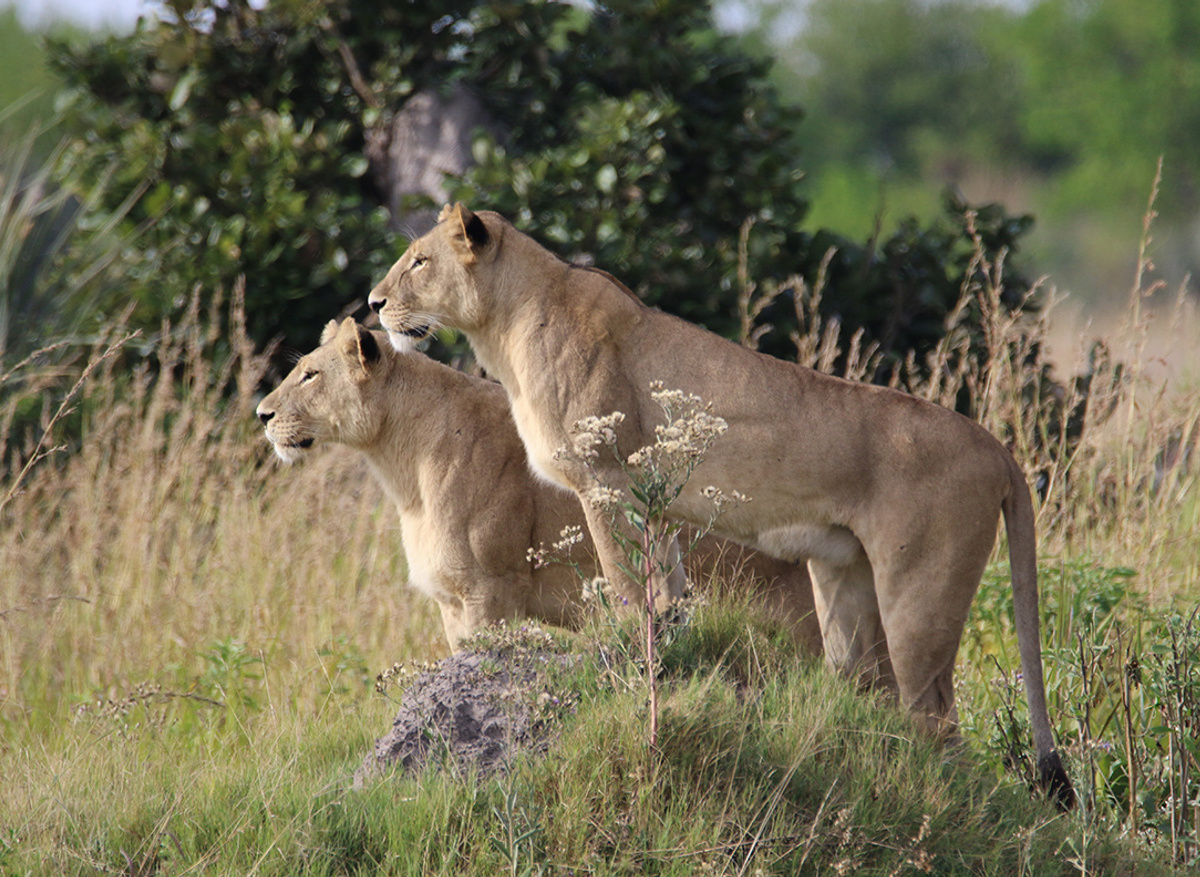 Delta - Sandibe 2 - JS May 22.JPG