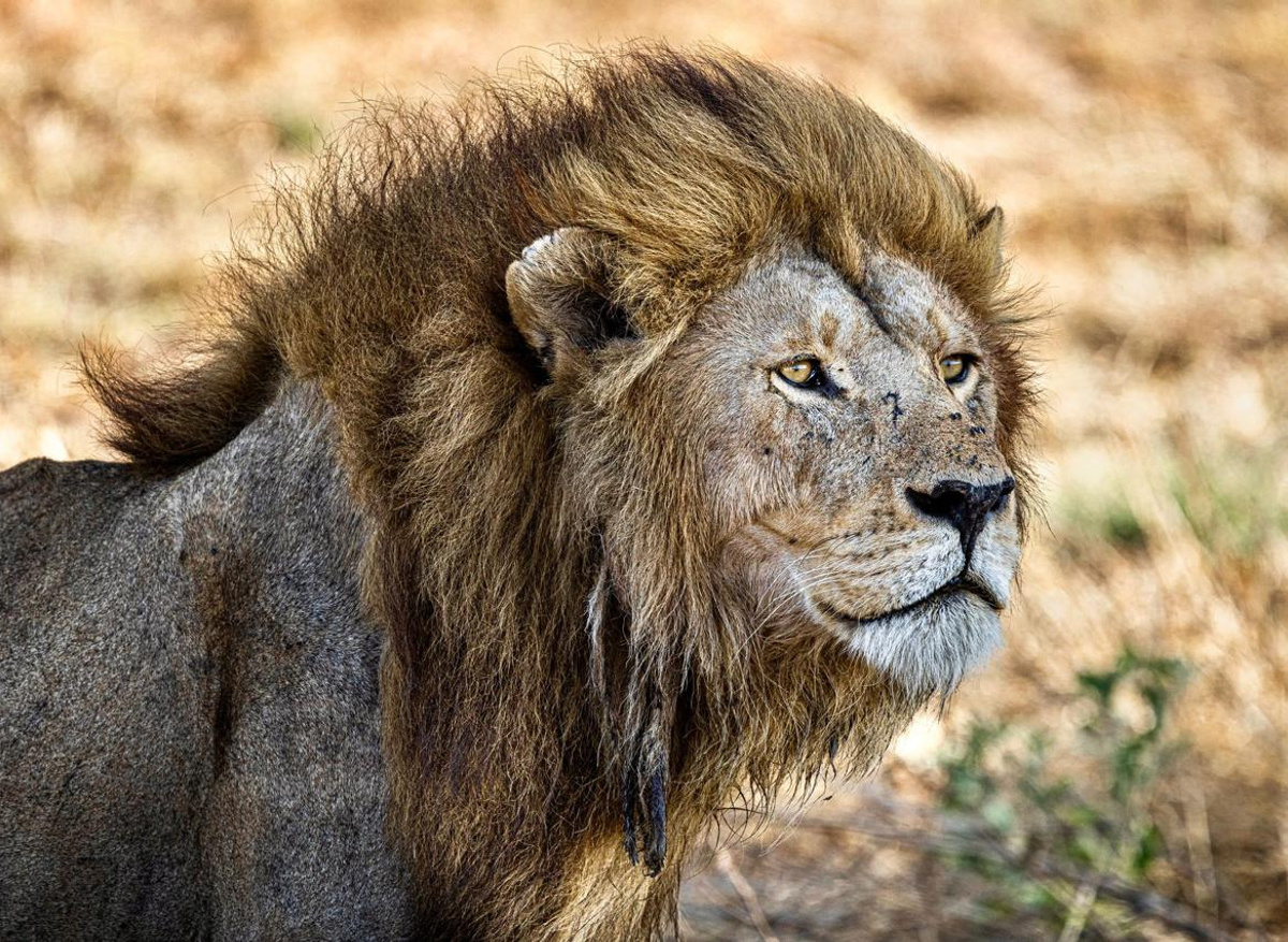 Lion Safari.jpeg