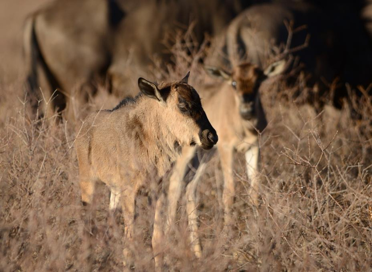 Newborn Wildebeest.jpg