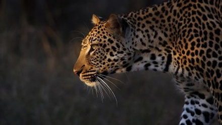 Craig McFarlane Leopard LR.jpg