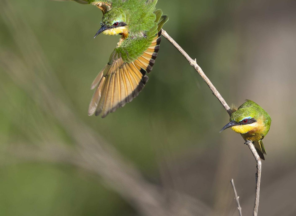 Cottars- Safaris Game Drive Experience