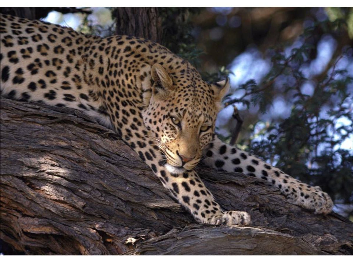 Leopard