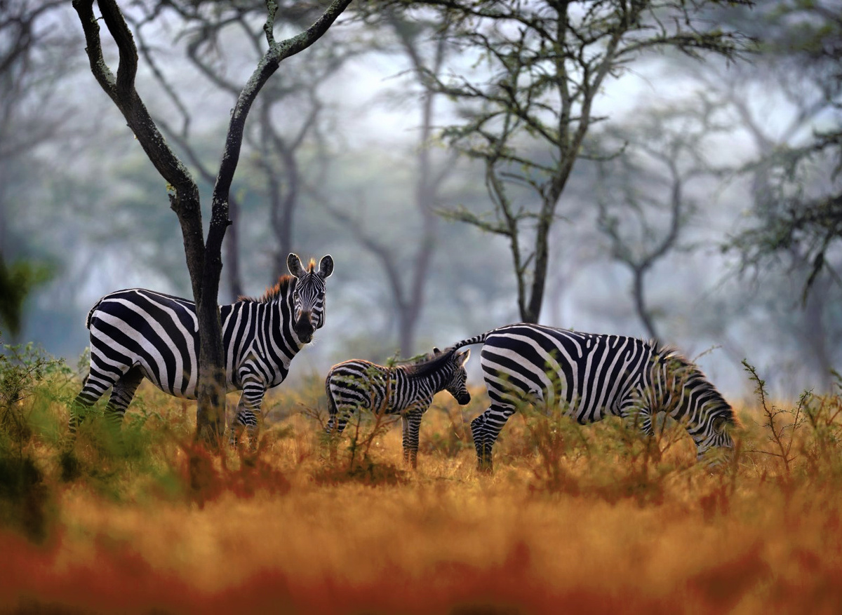 uganda-zebra-safari-lake-mburo-wildlife-experience.jpg