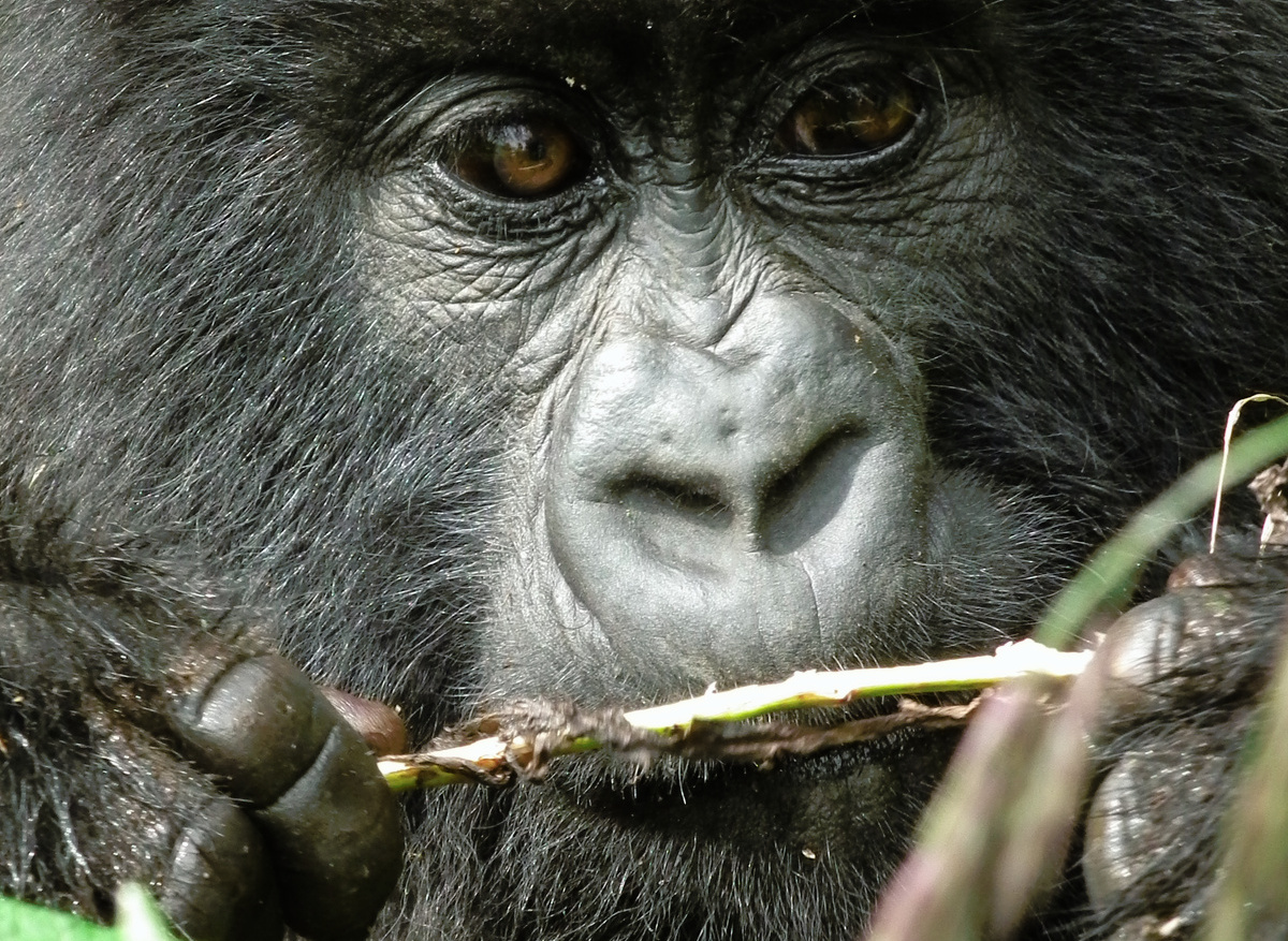 Gorilla (2).jpg